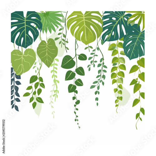 Hanging green plants illustration with monstera leaves