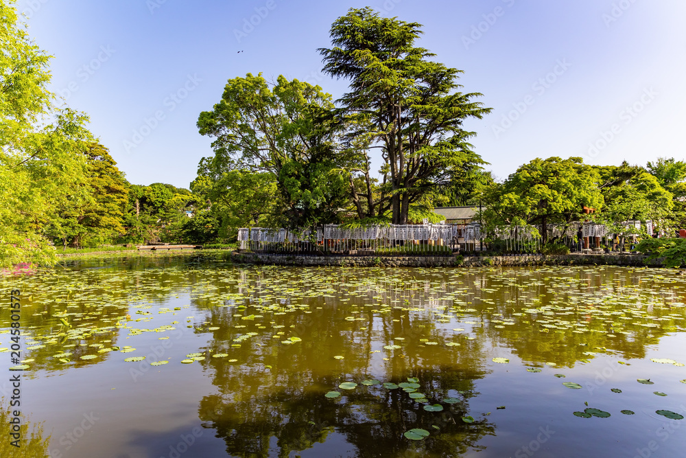 Fototapeta premium Pond surrounded by trees