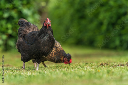 Tableau sur toile Black free range hen pecking at green grass in garden