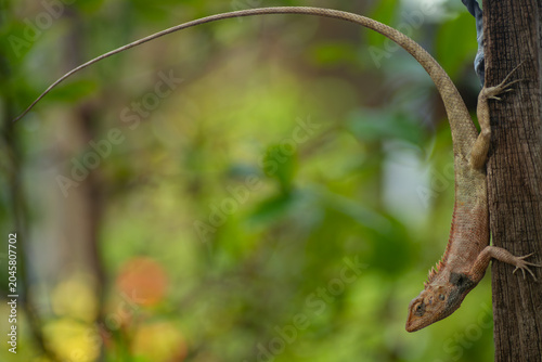 Valokuva A garden lizard with a long curved tail clinging upside down on a wooden post in nature