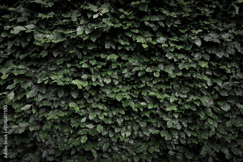 dark green beech hedge foliage background. Full frame texture of fresh hornbeam leaves. Natural moody green wall