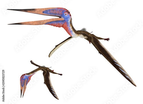 Flugsaurier Zhejiangopterus, Freisteller 