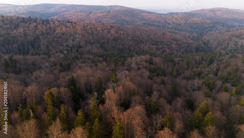 Valokuva Drone view of mixed beech-fir Carpathian forest in early spring before the leaves bloom