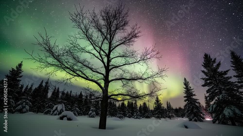 Snowy winter night under a glowing aurora borealis over silent pine forest