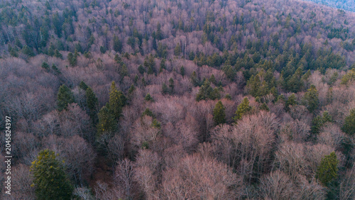 Drone view of mixed beech-fir Carpathian forest in early spring before the leaves bloom. Drone view of protected virgin beech forests in the Carpathians in the evening light.