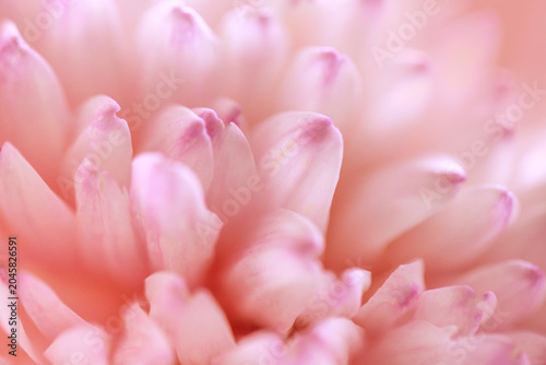 Close-up view of delicate pink flower petals with soft gradients and subtle details, showcasing the intricate textures and natural beauty of the blossom