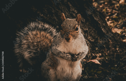 Primer plano de una simpática ardilla gris oriental, Sciurus carolinensis. Pequeño roedor al pie de un roble en otoño, en las afueras de Nueva York, EE. UU., noviembre de 2019.