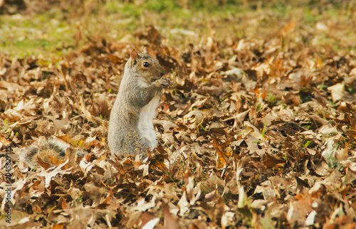 Primer plano de una simpática ardilla gris oriental, Sciurus carolinensis. Pequeño roedor rodeado de un paisaje otoñal con hojas caídas en otoño, en las afueras de Nueva York, EE. UU., noviembre 2026