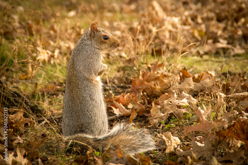 Primer plano de una simpática ardilla gris oriental, Sciurus carolinensis. Pequeño roedor rodeado de un paisaje otoñal con hojas caídas en otoño, en las afueras de Nueva York, EE. UU., noviembre 2026
