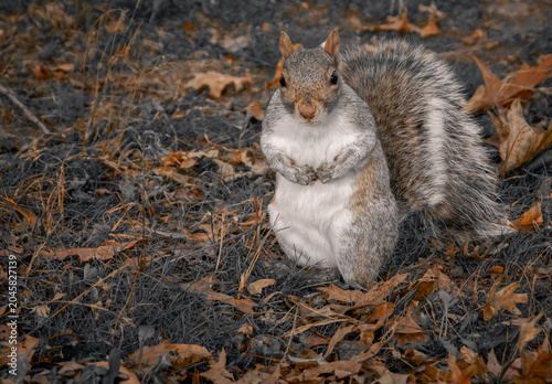 Primer plano de una simpática ardilla gris oriental, Sciurus carolinensis. Pequeño roedor rodeado de un paisaje otoñal con hojas caídas en otoño, en las afueras de Nueva York, EE. UU., noviembre 2019