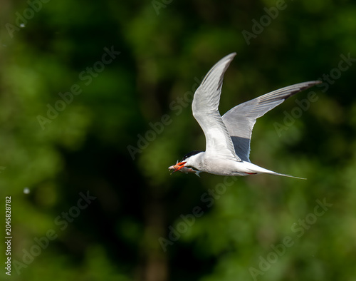 Fotografie To fly away with the loot