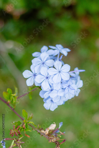 Konstfotografi Close-up photograph of pale blue plumbago flowers against a lush green blurred background