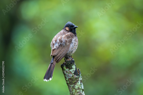 Photography Close-up of a Red-vented Bulbul (Pycnonotus cafer) perched on a trunk