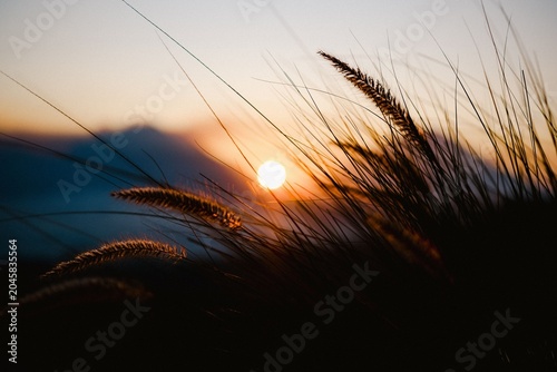 wheat field at sunset