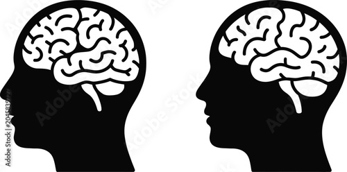 Foto brain anatomy infographic showing cortex cerebellum and brainstem