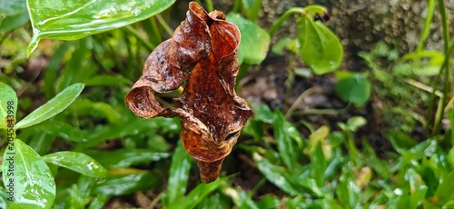 close up of a plant in the garden