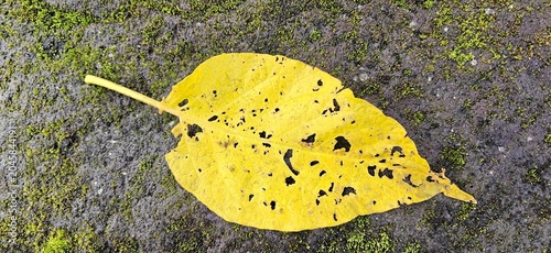 yellow leaf on the ground