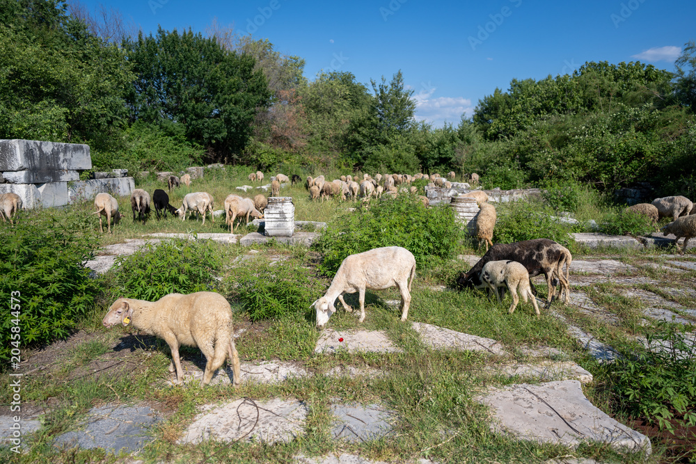 Obraz premium Miletos (Milet) archaeological site. with sheep Didim district, Aydin province, Turkey