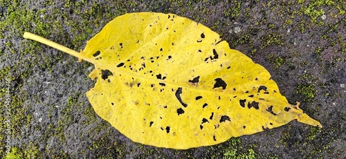 Canvas-taulu yellow leaf in water