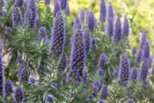 Echium candicans Pride of Madeira in full bloom landscape