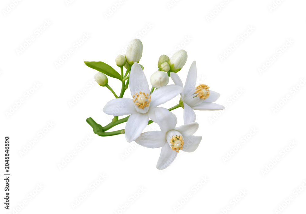 Fototapeta premium Orange blossom branch with flowers, buds and leaves isolated transparent png