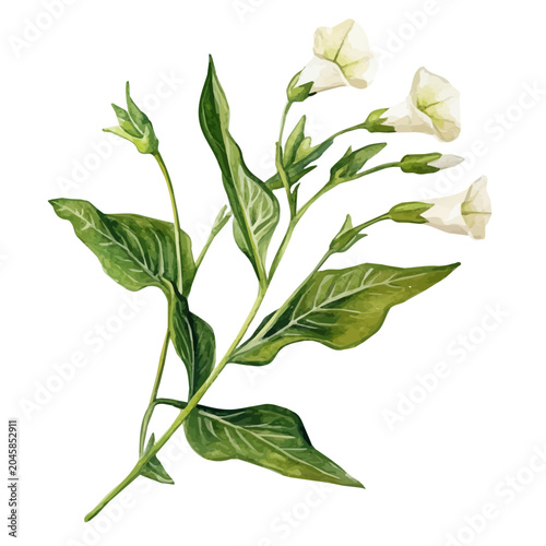 Photos Nicotiana Branch, high quality watercolor illustration with transparent textures, isolated on a white background