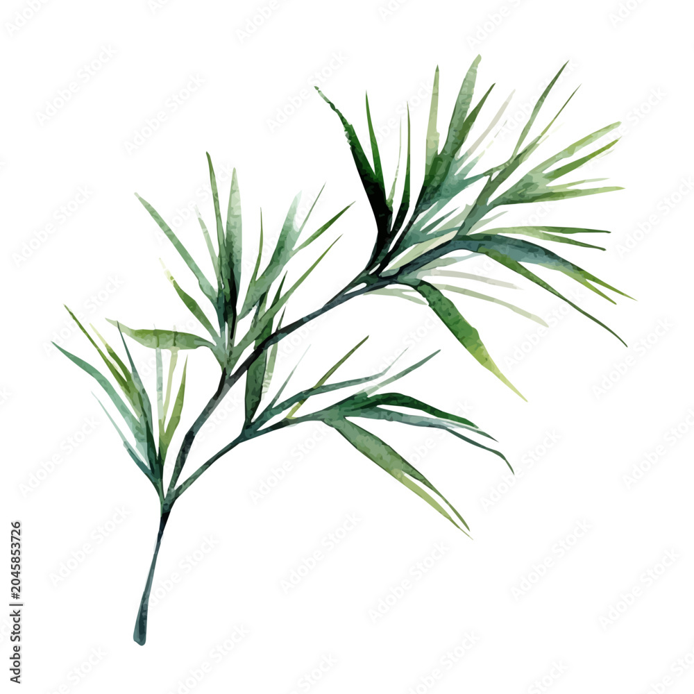 Fototapeta premium Mondo Grass Branch, high quality watercolor illustration with transparent textures, isolated on a white background.