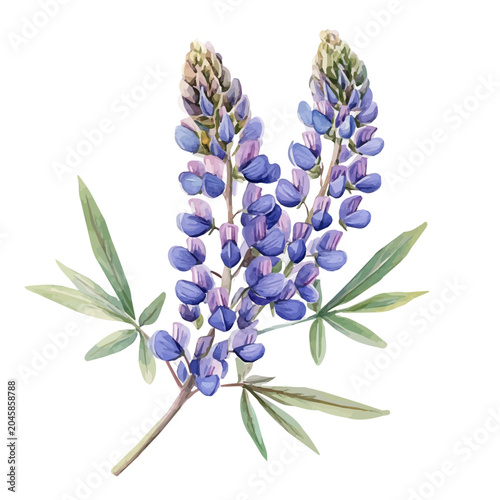 Lupine Branch, delicate watercolor illustration vector with soft and elegant colors, isolated on a white background.