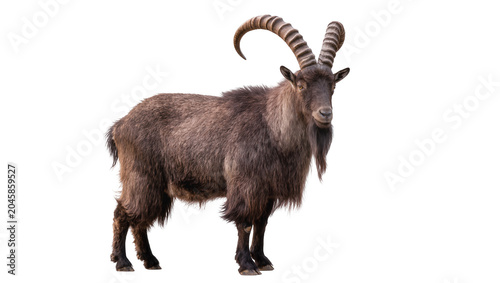 Fotografia Brown Himalayan tahr with large curved horns, isolated on transparent background
