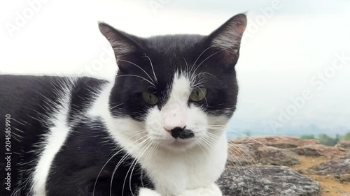 Domestic cat looking at the camera