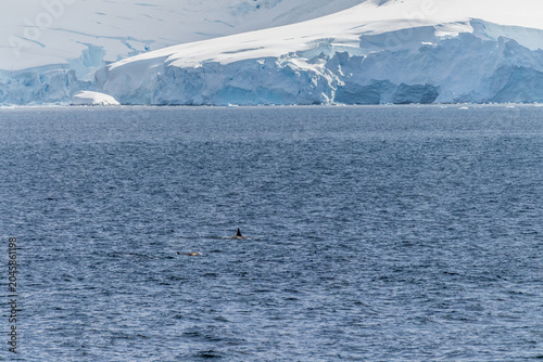 Scenic view of a group of killer whales, Orcinus orca, swimming in the waters of the Antarctic peninsula, near Anvers Island.