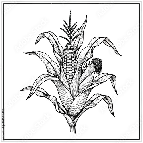 Detailed illustration of corn plant.