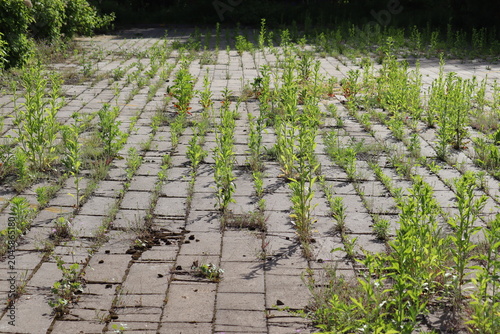 Messy concrete pavement tile walkway with green weeds growing in seams, a prime example for a driveway and garden path weed control guide