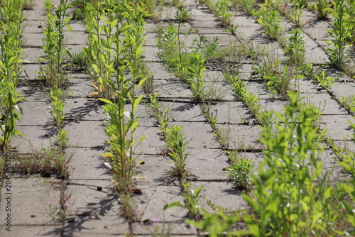 Messy concrete pavement tile walkway with green weeds growing in seams, a prime example for a driveway and garden path weed control guide