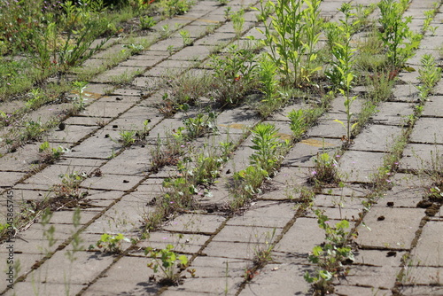 Messy concrete pavement tile walkway with green weeds growing in seams, a prime example for a driveway and garden path weed control guide