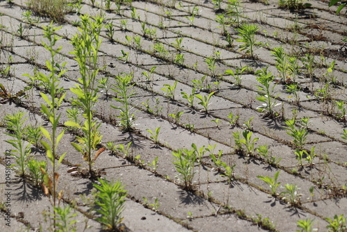 Messy concrete pavement tile walkway with green weeds growing in seams, a prime example for a driveway and garden path weed control guide