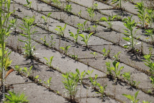 Messy concrete pavement tile walkway with green weeds growing in seams, a prime example for a driveway and garden path weed control guide