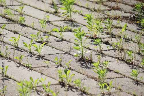 Messy concrete pavement tile walkway with green weeds growing in seams, a prime example for a driveway and garden path weed control guide