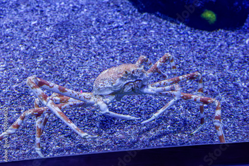 Photography Spider crab in aquarium on blue gravel substrate, underwater marine scene with long legs, close-up wildlife view, cool blue lighting, minimal background