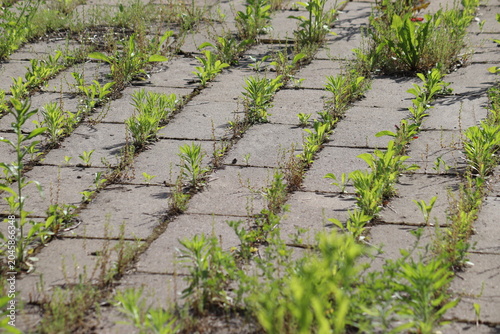 Messy concrete pavement tile walkway with green weeds growing in seams, a prime example for a driveway and garden path weed control guide