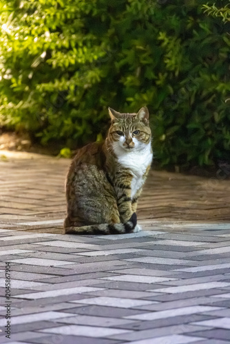 Tabby cat sitting on illuminated pavement at night