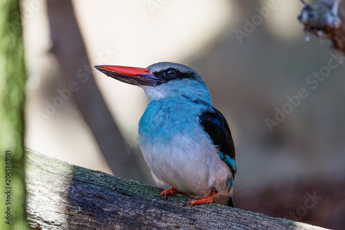 Canvastavla Colorful kingfisher Halcyon senegalensis bird with turquoise-blue plumage and bright red bill perched on weathered branch, side profile, soft blurred background, natural daylight, wildlife close-up