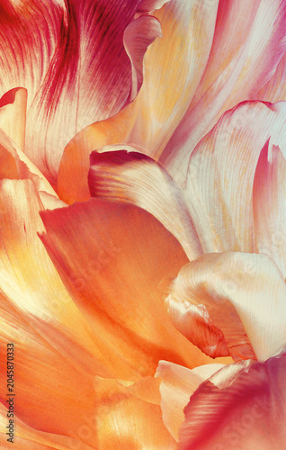 Tulips flowers and petals. Vertical  floral background.  Nature.