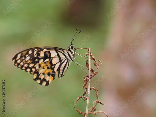 Rare butterfly of Borneo forest on leaves and twigs with blurry background and grain and natural