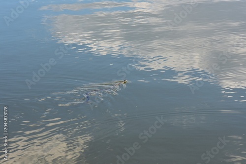 A water snake floating on the surface of the water in the river