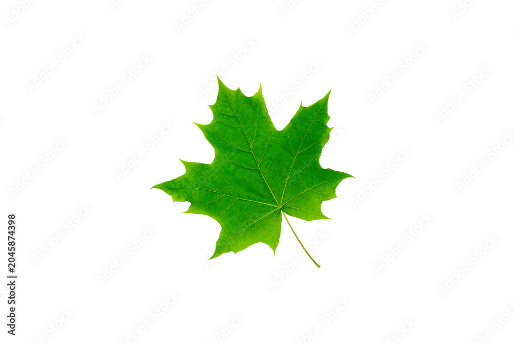 Fototapeta premium Bright green maple leaf isolated on white background. Fresh natural foliage with detailed texture for ecology, seasonal, organic and botanical concept.