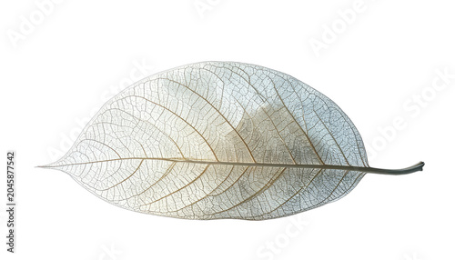 Delicate skeletal leaf veins illuminated against a stark black background.