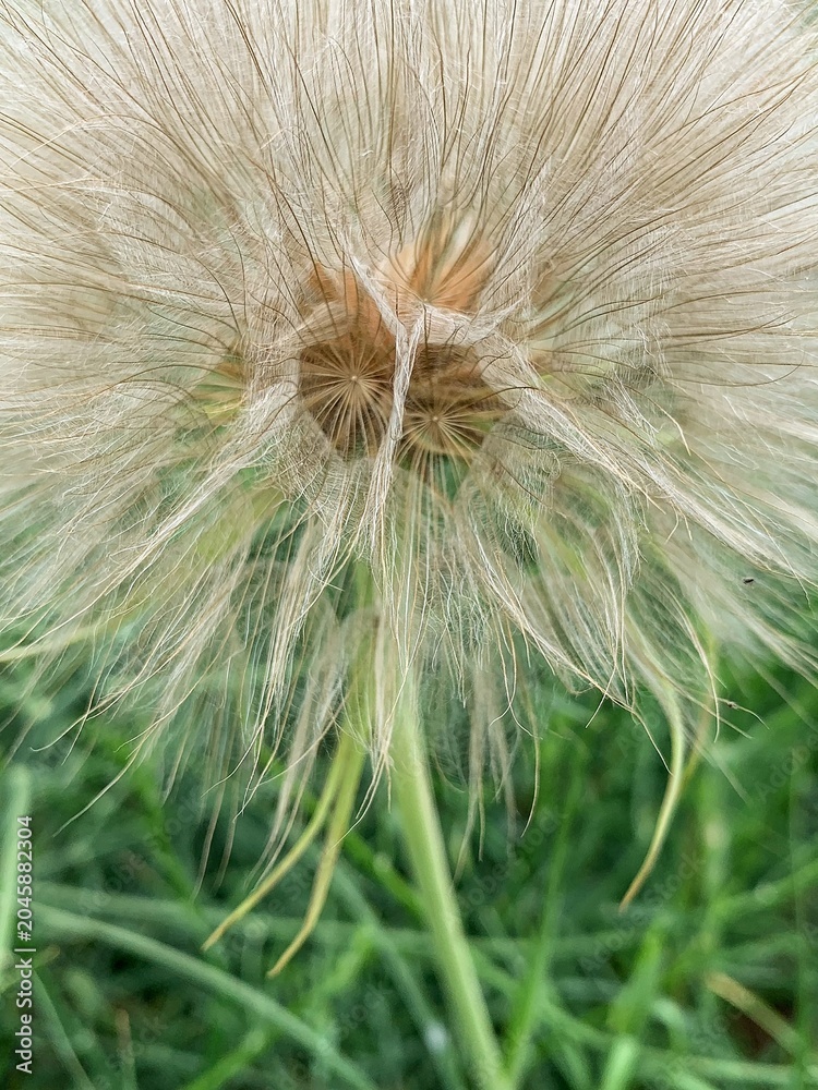 Fototapeta premium dandelion in the grass