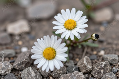 A couple of white flowers sitting on top of a pile of rocks