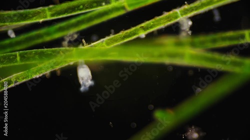 Small aquatic creature filters suspended microdebris beneath leaves